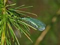 Chrysopa perla